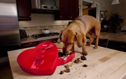 Chocolate para cachorro: saiba o que um pet pode ou não comer