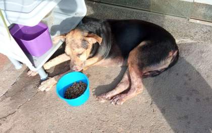 Situação de animais de rua está longe de uma solução