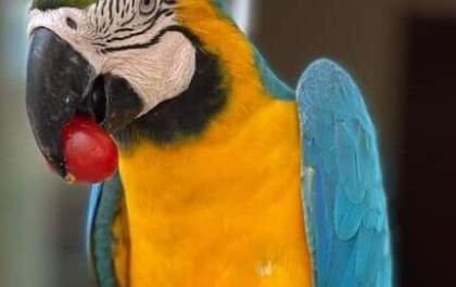 Cidade clama pela volta de seu mascote