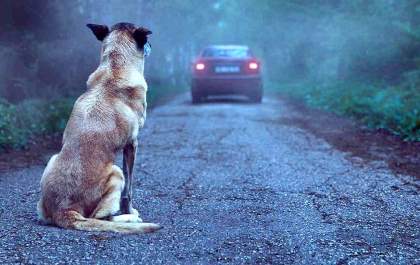 Projeto proíbe que condenados por maus-tratos adotem ou retomem a guarda de animais