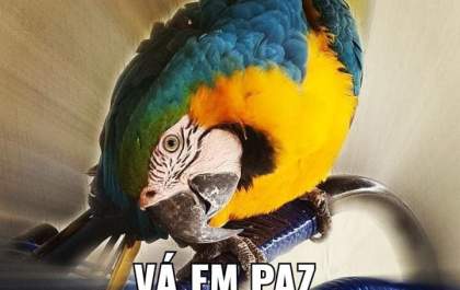 Arara Lalão morre eletrocutada menos de 48 horas após retornar a Guaraçai