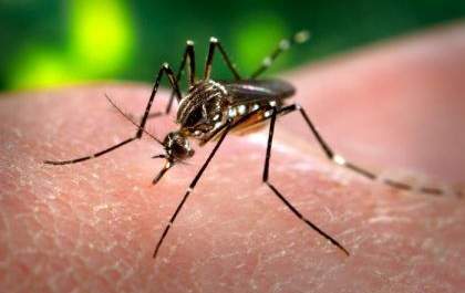 Três Lagoas confirma mais um caso de leishmaniose em humanos&nbsp;