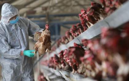 China relata primeiro caso humano de gripe aviária H3N8