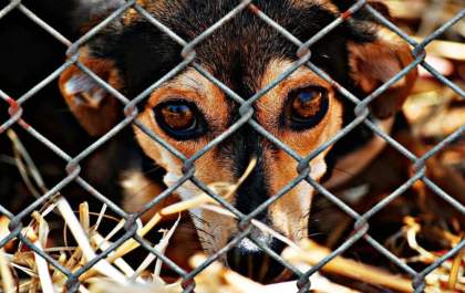 Homem de 63 anos é preso por maus-tratos a animais no Umuarama