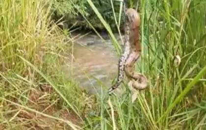 Momento de tensão em chácara, jiboia de 2m é encontrada em telhado