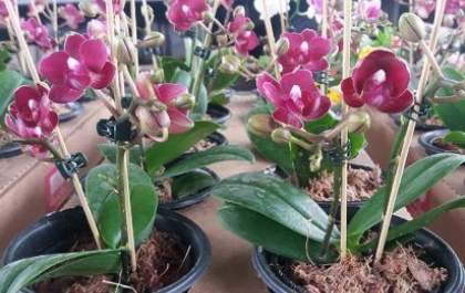 Setor de flores da Ceagesp estima crescimento de até 30% na semana do Dia das Mães