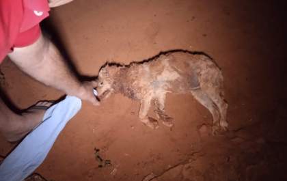 Pit Bul pula muro de vizinho, mata cachorro Poodle, fere outro e machuca idosa