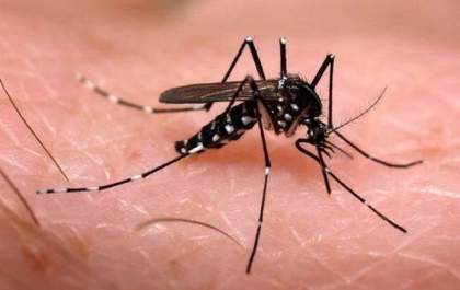 Cepa do vírus da dengue mais contagiosa e inédita no Brasil é detectada em GO