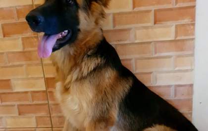 Duque é encontrado e devolvido à dona...