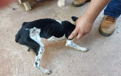 Mulher presa por maus tratos a animais em Andradina