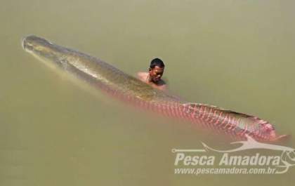 Pirarucu em rios paulistas agora sinaliza problemas