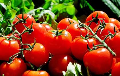 Inscrições abertas para encontro sobre tomate orgânico em Penápolis
