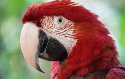 Arara-vermelha é resgatada após ser encontrada ferida por motorista na BR-262