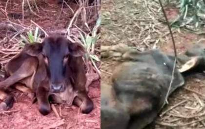 Produtor rural suspeito de deixar gado morrer por desnutrição já foi multado outras duas vezes pelo mesmo crime