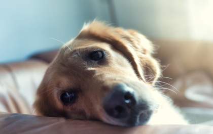 Pet pode sofrer com retorno do trabalho presencial do tutor