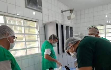 UVZ realizou 1,5 mil castrações de gatos em um ano