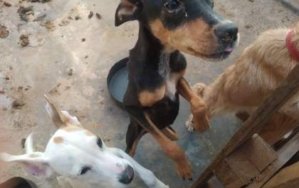 Mecânico é preso por Maus-tratos a animais