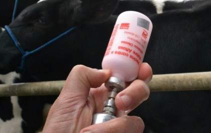 Campanhas de Vacinação contra Febre Aftosa e Brucelose vão até 30 de maio