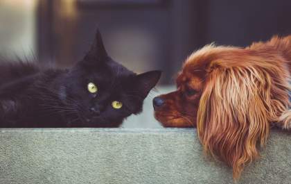 Qual o período ideal para castrar o pet?