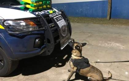 Cãozinho bom de faro: Cerca de 16kg de maconha são apreendidos por equipe de Três Lagoas