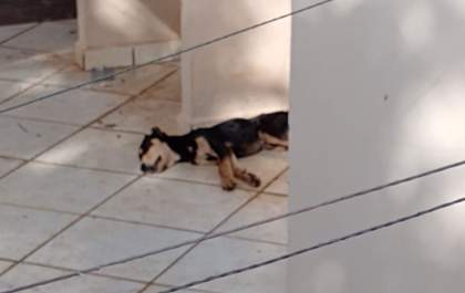 Homem é preso por maus-tratos em Birigui após polícia encontrar cachorro morto na casa dele