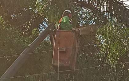 Araçatuba inicia ação para reduzir infestação do bicho barbeiro