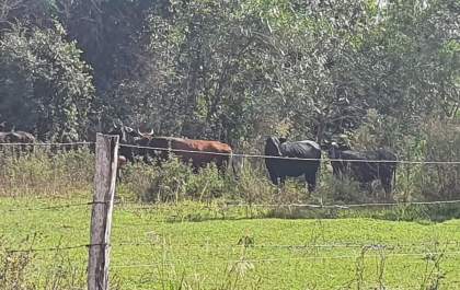 Ambiental lavra multa de r$ 71 mil por gado em área de preservação.