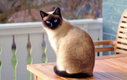 Vermifugação ajuda a evitar a verminose em gatos