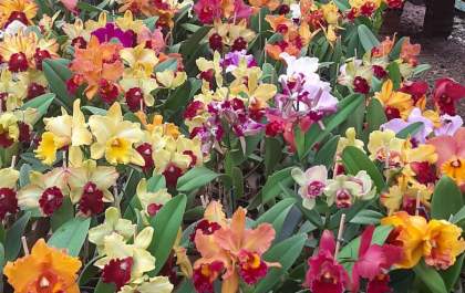 Araçatuba recebe mais uma edição da feira de orquídeas na Ceagesp
