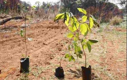 Meio Ambiente dá início a campanha “Vamos Plantar Água”