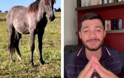 Universitário bebe demais e esquece que arrematou cavalo em leilão em MS