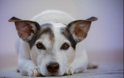 Qual a melhor opção: adotar ou comprar um pet?