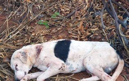 Apaar relata resgate de cão e pede ajuda no tratamento