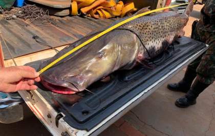 Pintado na lista de peixes ameaçados de extinção