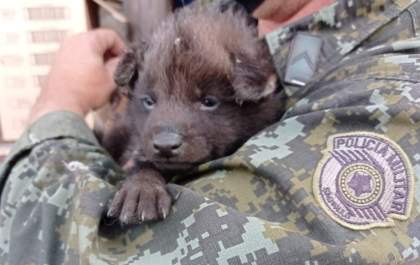 Filhote de lobo-guará é encontrado em canavial