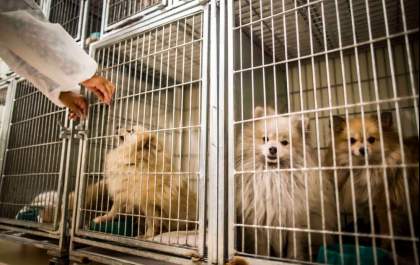Tutora de cães recolhidos no Nova Iorque nega maus-tratos