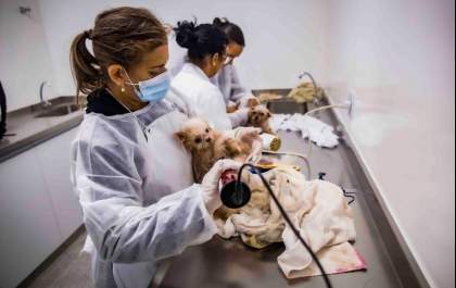 Justiça concede liberdade provisória a dona de cães recolhidos no Nova Iorque