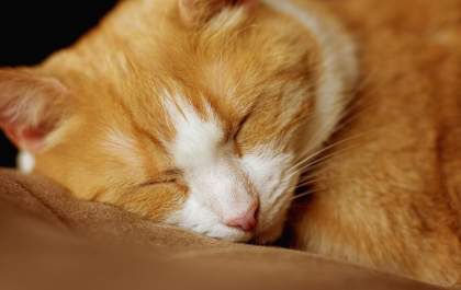 Gatos e os seus mistérios