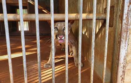 Ambientais capturam onça parda em quintal de residência