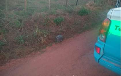 PMA e Bombeiros de Miranda capturam jabuti adulto passeando pelas ruas