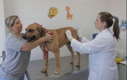 Birigui terá ponto fixo para imunização de cães e gatos contra raiva