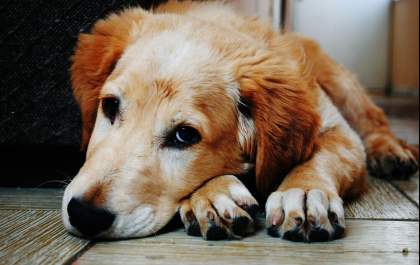 Saiba como trazer mais diversão para o pet em espaços pequenos