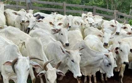 Sete pessoas são enterradas vivas acusadas de roubo de gado