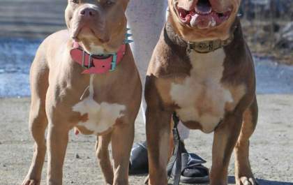 Pitbulls soltos no bairro Alto dos Ipês deixam população assustada