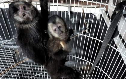 Casal mantinha dois macacos pregos em cativeiro ilegal