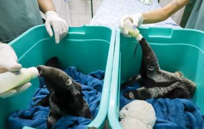 Zoológico do interior de SP acolhe três filhotes de tamanduá-bandeira