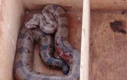 Jiboia de mais de 2 metros é encontrada em quintal de residência em Três Lagoas