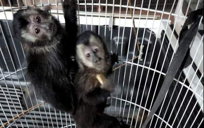 PM Ambiental resgata macacos-prego em casa de casal de Birigui suspeito de tráfico de animais