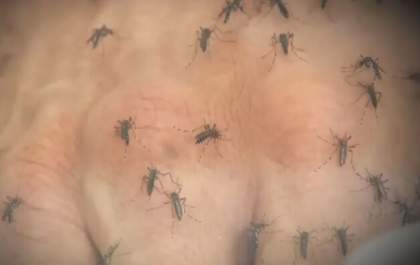 Araçatuba registra novo caso de Chikungunya