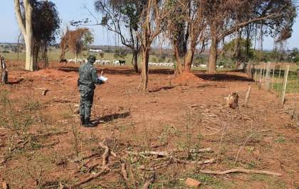 Proprietário rural é multado por corte ilegal de árvores nativas